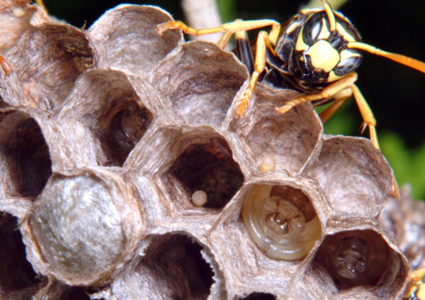 Le meraviglie - Ho trovato il nido di Polistes!